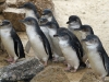Fairy Penguins eagerly await feeding time, at the Granite Island Penguin Centre.  Injured and orphaned penguins are cared for at the centre.