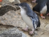 To leap or not to leap.  A Fairy Penguin contemplates the pool at the Granite Island Penguin Centre