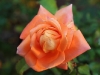 Rose in the gardens of Brighton Beach caravan Park, Adelaide