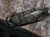 Unusual moth in our kitchen, McLaren Vale, 3