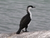 Black-Faced Cormorant, Granite Island, Victor Harbour