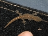 Marbled Gecko on our camper at Victor Harbour.  The fingertip gives a good idea of the size of this tiny gecko