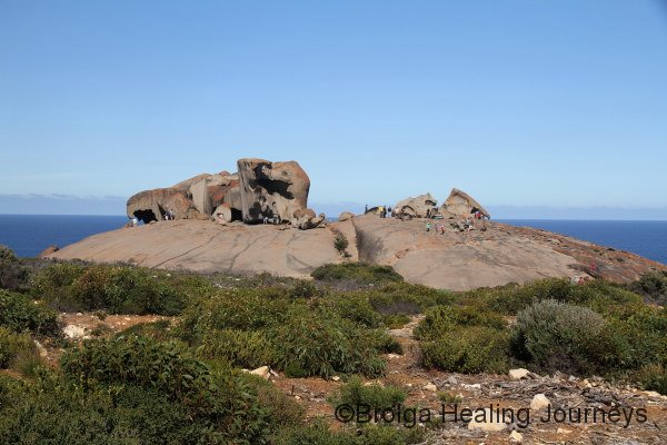 Human visitors, like ants on Remarkable Rocks, Flinders Chase National Park. We were lucky to explore the rocks before the bus-loads arrived!