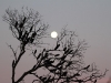 Full moon beyond the banksias, Flinders Chase National Park