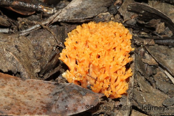 Coral fungus.