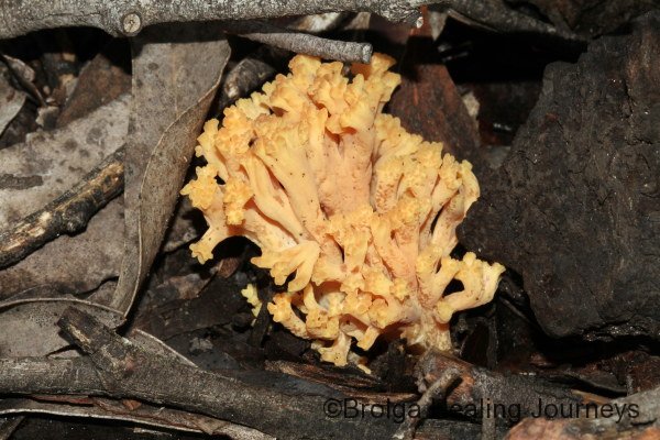 A Coral fungus.  In the Ramaria genus.