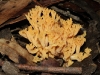A coral fungus.
