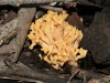 A Coral fungus.  In the Ramaria genus.