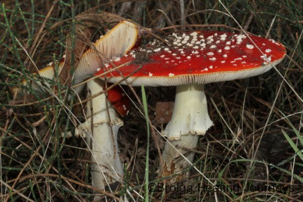 Two Fly Agaric (Amanita muscaria) specimens.