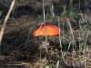 Amanita muscaria, fruiting body towards the end of its life.