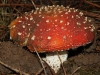 Close-up of a Fly Agaric