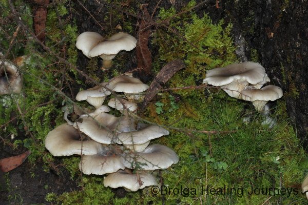 More Ghost Fungi.