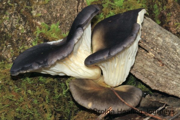 Ghost Fungi (Omphalotus nidiformis).  These fungi glow in the dark - thus its common name.