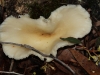 Very mature fruiting body of the Ghost Fungus.