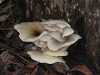 A colour variation of the Ghost Fungus.