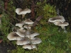 More Ghost Fungi.