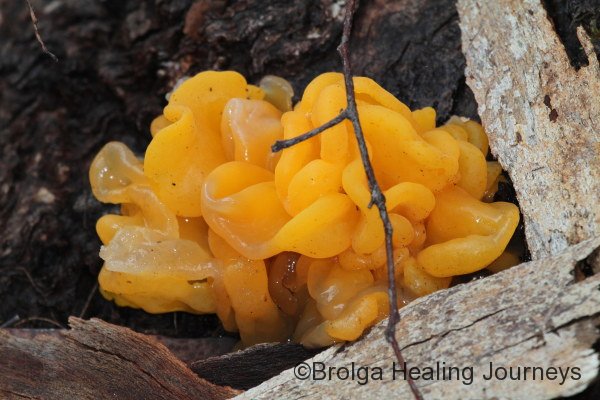 Another Jelly fungus, the Yellow Brain Fungus, Tremella mesenterica.