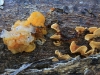 An interesting mixture.  On the left we have two jelly fungi - White Brain (Tremella fuciformis) and Yellow Brain (Tremella mesenterica) and on the right a Stereum sp. of the leather fungi group.