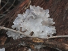 White Brain fungus (Tremella fuciformis), part of the Jelly Fungi group.
