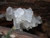 A Jelly fungus, Tremella fimbriata.