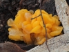 Another Jelly fungus, the Yellow Brain Fungus, Tremella mesenterica.