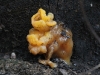 Another Jelly fungus, Tremella mesenterica.