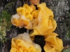Another Jelly fungus,Tremella mesenterica.