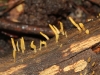 The tiny jelly fungus Calocera sp.