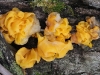 Yellow Brain jelly fungus Tremella fuciformis