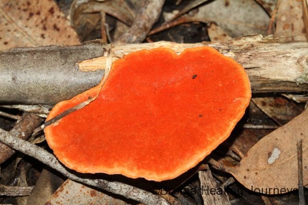 Pycnoporus coccineus, a Woody Pore-fungus found on dead logs.