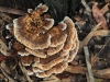 Ryvardenia campyla, I think.  In the woody-pore and bracket fungi group.