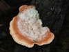One of the many Woody Pore-fungi.  Species to be determined..