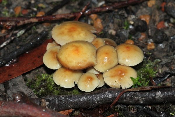 A cluster of young fungi emerge from the damp forest floor