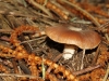 A small fungus emerges from the leaf litter