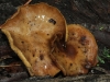 Large mature fungi glisten after recent rain