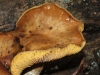 Many fungi develop this convex top as they mature