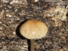 My guess would be a Mycena sp. A beautiful specimen