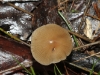 Top view of the Mycena sp. I think