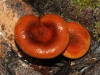 Richly coloured fungi shining after rain