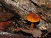 Shiny with moisture, a young Cortinarius sp. I think