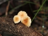 Tiny mycena sp. I think, growing on a rotting log