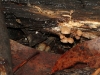Tiny unidentified fungi on a fallen log