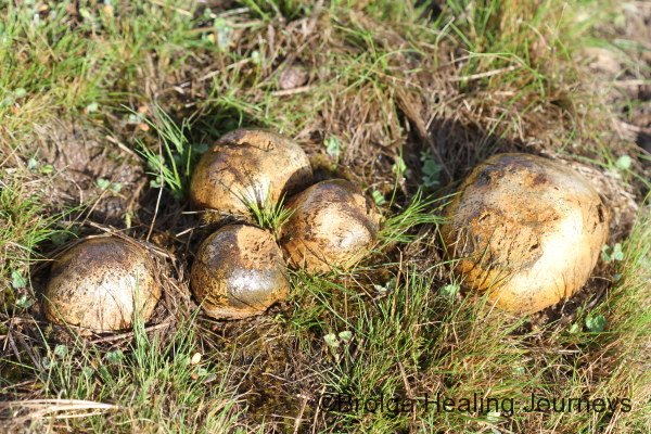 A colony of puffballs.