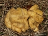 Puffballs are one of our most widespread fungi, and certainly one of the most visible.