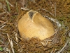 Another puffball.  The top has ruptured, releasing the spores.