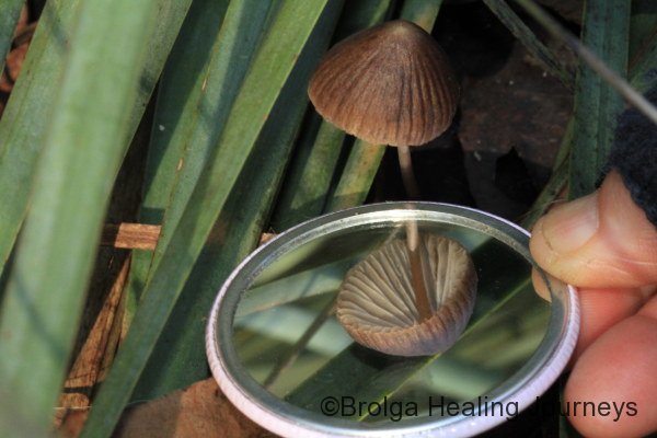 Look at those gills!  Mycena sp with the benefit of the mirror.  Thanks Julia!