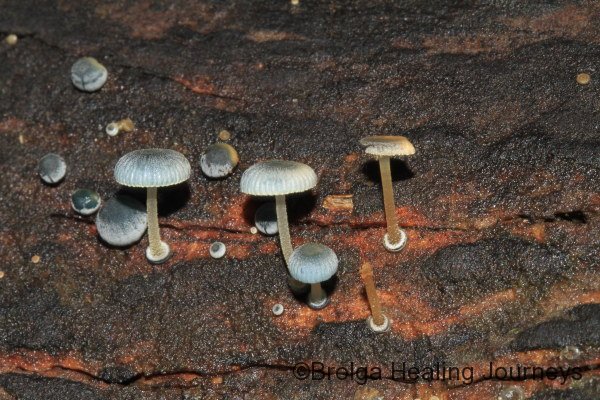 Mycena interrupta - tiny, pale-blue fungi growing on a decaying log.