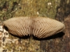 Possibly a Crepidotus sp.
