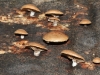 Close-up of colony of small fungi growing up a tree-trunk.
