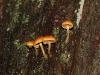 Tiny fungi growing on a tree trunk; no idea what they are.
